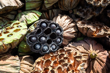 dry seed pod of lotus