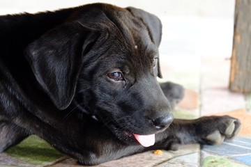 Close up cute face of black puppy with tongue out sitting on ground floor 