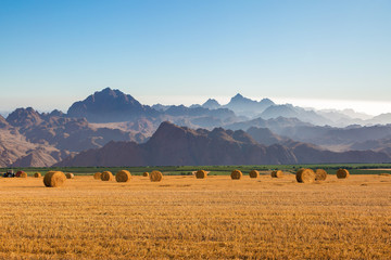 Field after harvest, Big round bales of straw	