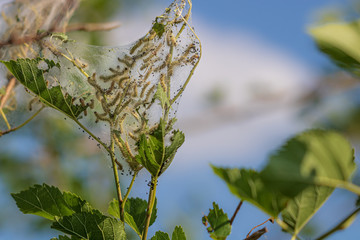 Fall webworms on tree