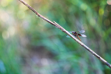 Dragonfly on branch