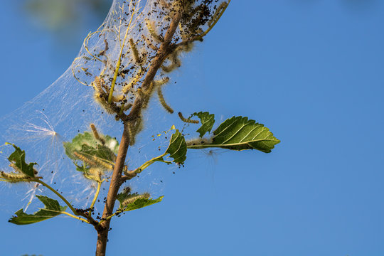Fall webworms in webbed nest