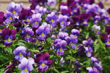 many beautiful purple pansy flowers, festive background