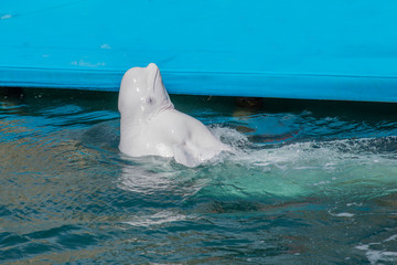 one beluga whale, white whale in water © Pavel