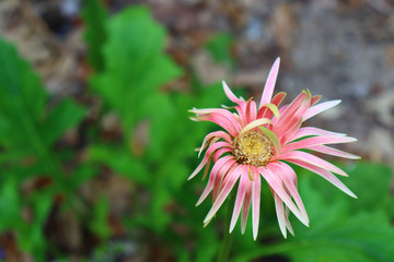 Obraz premium pink flower in the garden