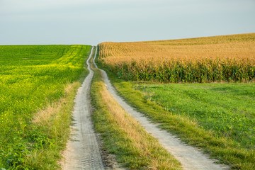 Fototapeta na wymiar Dirt road uphill between rape and corn field, horizon and sky