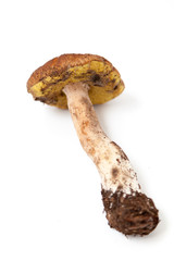 Mushroom berry on white background. View from above