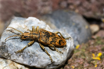 Käfer Großer Zangenbock, Eichenzangenbock, Rhagium sycophanta
