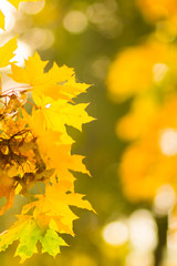Yellow leaves on a tree. Yellow maple leaves on a blurred background. Golden leaves in autumn park. Copy space