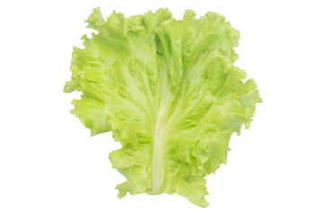 Salad leaf. Lettuce isolated on white background with clipping path.