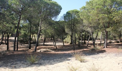 landscape with forest and plants Spain