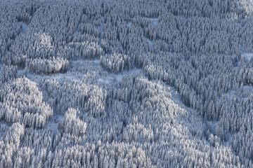 Winter Wald