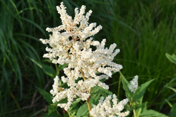 planta,flor,maceta.blanca.verde,