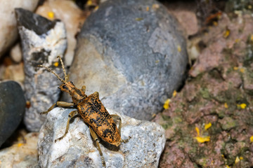 Käfer Großer Zamgenbock, Eichenzangenbock, Rhagium sycophanta