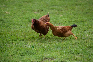 rooster, chicken, farm, chicken, chicken eating in the field, egg, poultry, farm bird, bird feathers, chickens playing on a farm