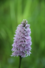 The Flower of a Wild Common Spotted Orchid Plant.