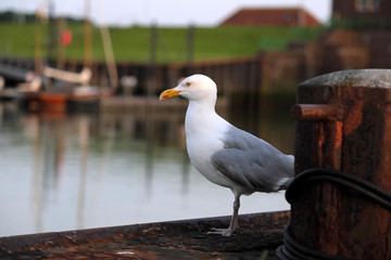 Hafenszene mit Silbermöve am Kai und verrosteter Hafenpoller vor Hafenbecken mit Deich im Hintergrund - Stockfoto