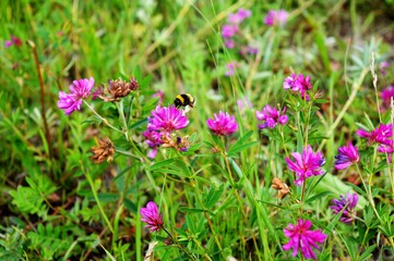 flowers in the garden