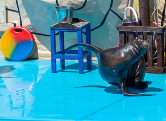 Sea lion on stage in the Dolphinarium
