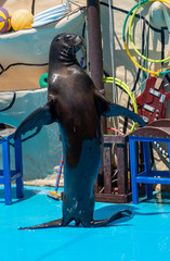 Fototapeta premium Sea lion on stage in the Dolphinarium