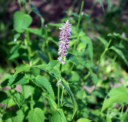 Agastache rugosa is a medicinal and ornamental plant. Commonly known as Korean Mint. Herbs in the garden.Blurred background.