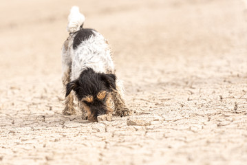 Cute small Jack Russell Terrier dog is digging on sandy cracked ground.