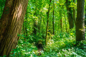 a park that looks like a jungle