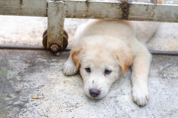 Cute puppy is lying on the floor.