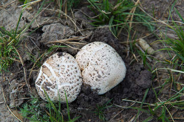 Horseshoe Canyon, Alberta Badlands, 5