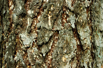 Texture of pine bark