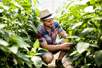 Young farmer at work in greenhouse