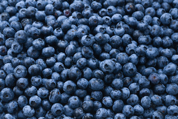 Fresh blueberry background. Texture blueberry berries close up.