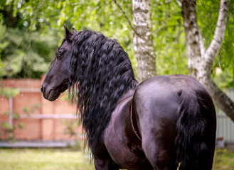 Beautiful friesian stallion with a long mane © Елизавета Мяловская