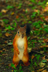 squirrel standing on its hind legs on the grass in the park