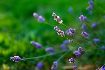 Lavendar At Sunset #2