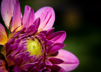 Colorful Dahlia Opening