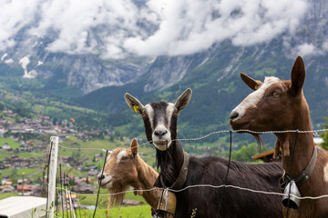 Fototapeta premium Goats staring on passing cars in Grindelwald, Switzerland
