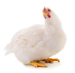 White hen isolated.