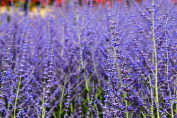 Fototapeta na wymiar Beautiful lavender flowers bloom in the garden in summer, lavender background, perfumery. Bushes of lavender purple aromatic flowers