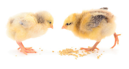 Two chickens and grains isolated.