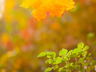 Yellow and green leaves on a blurred background. The concept of growth and decline. The beginning and end of life. Autumn pattern. Creative copy space