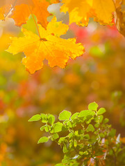 Yellow and green leaves on a blurred background. The concept of growth and decline. The beginning and end of life. Autumn pattern. Creative copy space