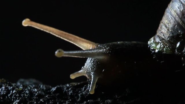 Snail