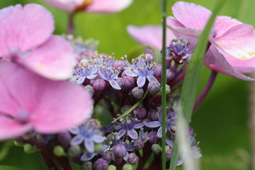 Purple flowers blossoming