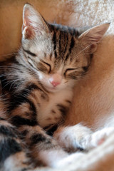 Fototapeta na wymiar gattino che dorme, sleeping kitten 