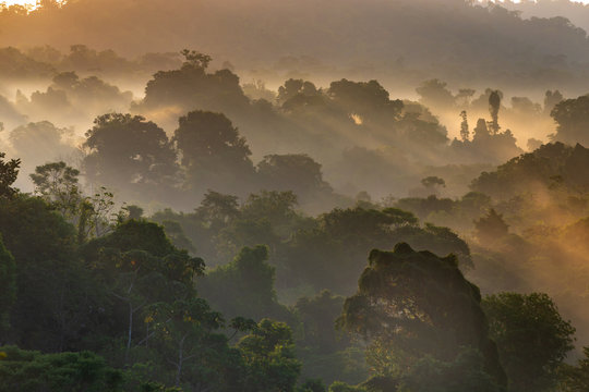 Tropical Rainforest