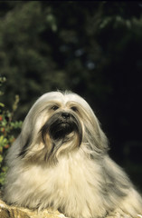 Lhasa Apso