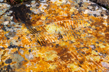 Rock painting. Gorny Altai, Russia