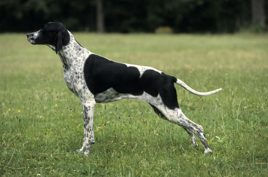 English Pointer