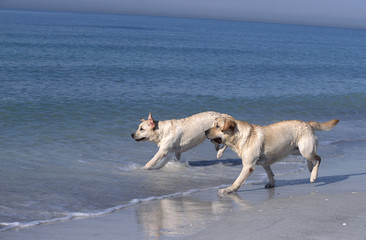 Labrador Retriever